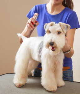 barber sprays fox terrier