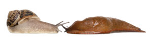 Garden snail and Red slug, Arion rufus, in front of white background