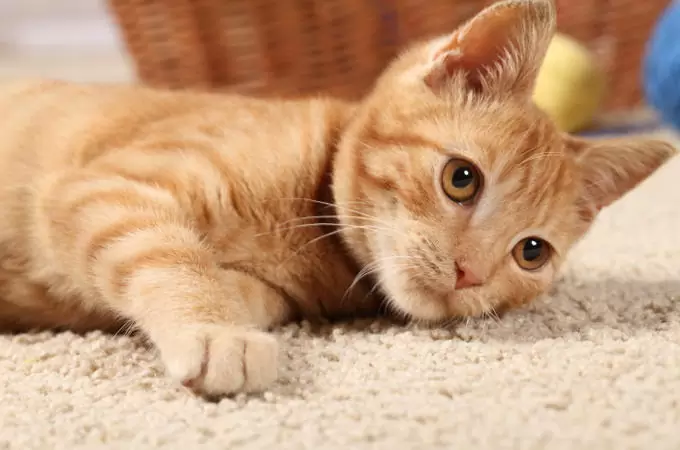 Choosing a pet friendly carpet