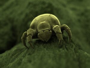 Dust mite Dust mite