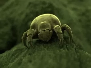 Dust mite