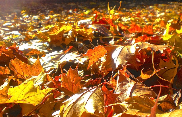 autumn-265076_640